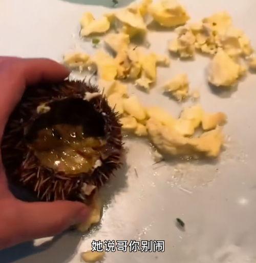 海胆怎么吃视频,视频教你轻松开盖品尝