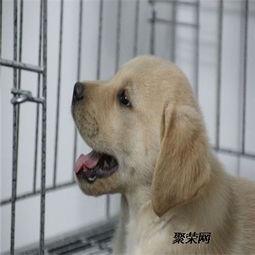 成年拉布拉多犬视频,活力四溢的成年犬生活剪影