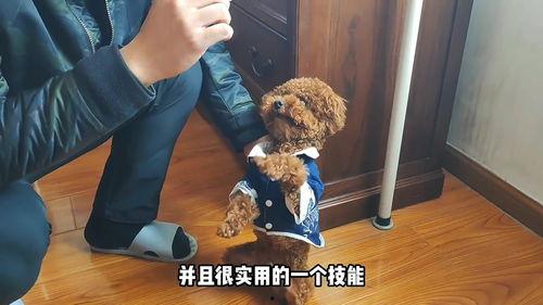怎么教狗狗拜拜视频,轻松教会狗狗“拜拜”的实用教程视频解析