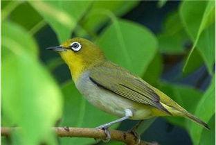 绣眼鸟叫口视频,捕捉自然之美瞬间