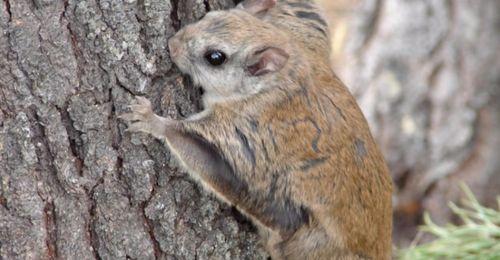 寒号鸟冻死视频,冬季生存挑战与动物保护反思