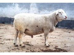 夏洛来羊视频,探寻我国优质肉羊品种的养殖奥秘