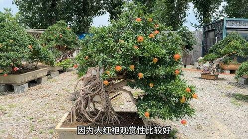 石榴盆景制作视频,从选材到养护的完整步骤解析
