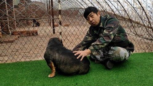 刘哥养狗视频,温馨瞬间，萌宠相伴